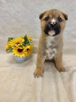 Husky Dogs Available for Adoption - PADDINGTON | PetCurious