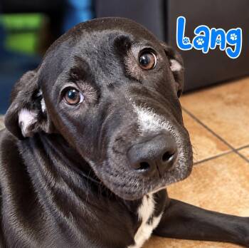 Lang -  Labrador Retriever Dog for Adoption in Rock Hill, New York - Lang | PetCurious
