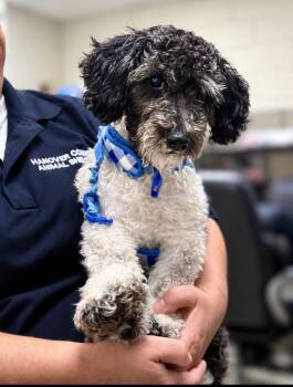 Jalen -  Miniature Poodle Dog for Adoption in Ashland, Virginia - Jalen | PetCurious