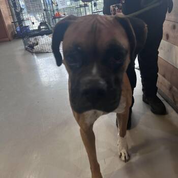 Boxer Dogs Available for Adoption in Chino Hills, California - Milo (C000-114) - Chino Hills Location | PetCurious