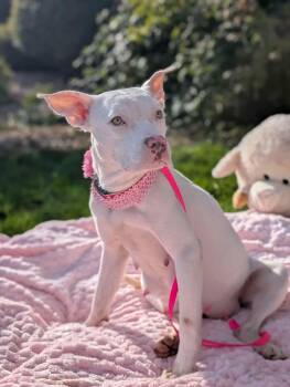 Rescue American Staffordshire Terrier Dogs for Adoption in Boise, Idaho - Sookie | PetCurious