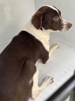 Whippet and Mixed Breed Dogs Available for Adoption - A654102 | PetCurious