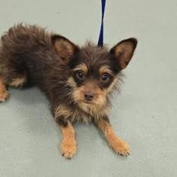 "Gizmo" aka Gizzie -  Miniature Pinscher and Yorkshire Terrier Dog for Adoption in Lyndhurst, Virginia - "Gizmo" Aka Gizzie | PetCurious
