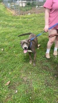 Pit Bull Terrier and Mixed Breed Dogs Available for Adoption in Alamo, Tennessee - Deuce | PetCurious