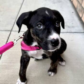 Labrador Retriever and American Staffordshire Terrier Dogs Available for Adoption - Blackberry | PetCurious