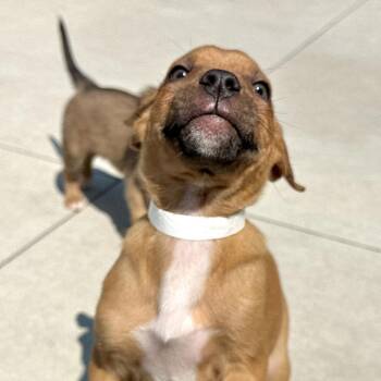 Phil -  Mixed Breed Dog for Adoption in Matteson, Illinois - Phil | PetCurious
