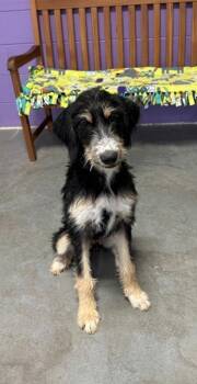 **JUBILEE** -  Bernese Mountain Dog and Poodle Dog for Adoption in North Prairie, Wisconsin - **JUBILEE** | PetCurious