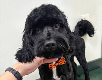 Marcus -  Labradoodle Dog for Adoption in Euclid, Ohio - Marcus | PetCurious