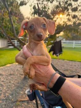 Jessie -  Chihuahua and Dachshund Dog for Adoption in West Richland, Washington - Jessie | PetCurious