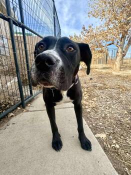 Rescue American Staffordshire Terrier Dogs for Adoption in Rye, Colorado - Lydia | PetCurious
