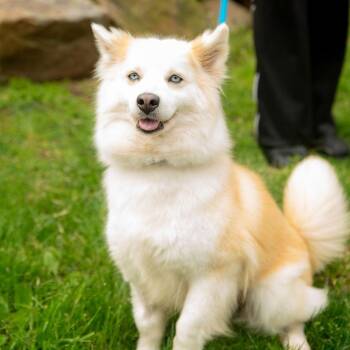Pomsky Dogs Available for Adoption in Chester Springs, Pennsylvania - Roxie | PetCurious