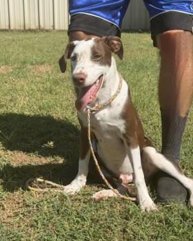 Hank -  German Shorthaired Pointer Dog for Adoption in Vicksburg, Mississippi - Hank | PetCurious