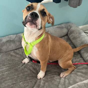 Pudge -  Mixed Breed Dog for Adoption in Merritt Island, Florida - Pudge | PetCurious
