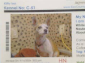 HUGO BLADE -  Chihuahua Dog for Adoption in Sacramento, California - HUGO BLADE | PetCurious