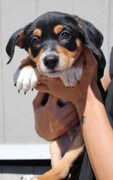 Border Collie and Mixed Breed Dogs Available for Adoption in Vacaville, California - Halston | PetCurious