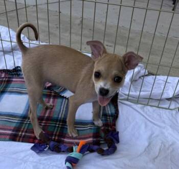Penelope -  Chihuahua and Mixed Breed Dog for Adoption in New Orleans, Louisiana - Penelope | PetCurious