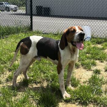 Treeing Walker Coonhound Dogs Available for Adoption in Shepherdsville, Kentucky - Boots | PetCurious