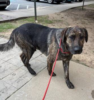 Punchin -  Shepherd and Mastiff Dog for Adoption in Little Rock, Arkansas - Punchin | PetCurious
