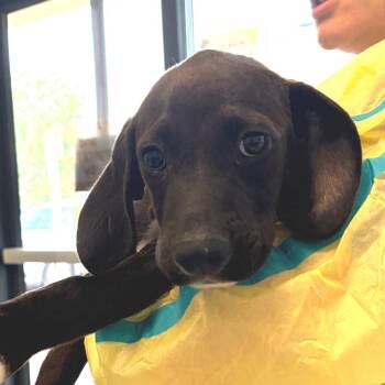 Dodge -  Hound and Mixed Breed Dog for Adoption in Nashville, Tennessee - Dodge | PetCurious
