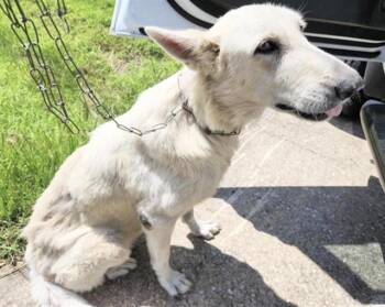 A658844 -  German Shepherd Dog and Mixed Breed Dog for Adoption in Houston, Texas - A658844 | PetCurious