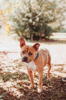 Rescue American Staffordshire Terrier and Mixed Breed Dogs for Adoption in North Charleston, South Carolina - 88798A Butterfinger | PetCurious