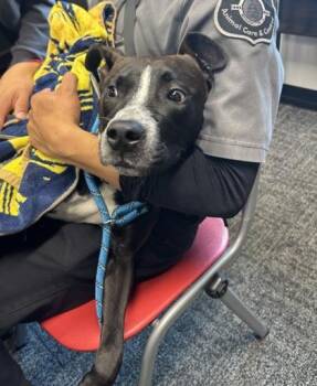 Fifa -  Mixed Breed Dog for Adoption in West Chester, Pennsylvania - Fifa | PetCurious