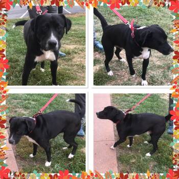 Rescue Labrador Retriever and Pit Bull Terrier Dogs for Adoption in Buckhannon, West Virginia - JJ MARTIN | PetCurious