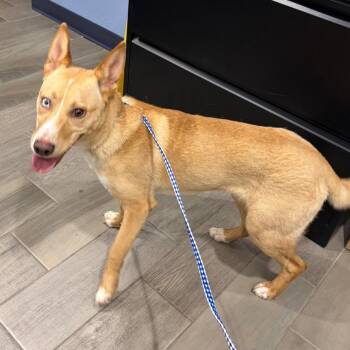 Avery -  Australian Kelpie Dog for Adoption in Nevada, Missouri - Avery | PetCurious