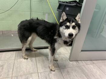 KYLE -  Siberian Husky and Mixed Breed Dog for Adoption in Grand Prairie, Texas - KYLE | PetCurious