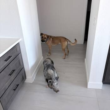 Roxy -  Labrador Retriever and Black Mouth Cur Dog for Adoption in Phoenix, Arizona - Roxy | PetCurious