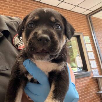Owen -  Retriever Dog Available for Adoption in Birmingham, Alabama - Owen | PetCurious