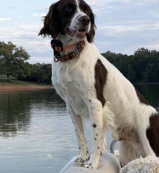 Ryder -  Brittany Spaniel Dog for Adoption in Marion, Massachusetts - Ryder | PetCurious