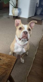 Barb -  Staffordshire Bull Terrier Dog for Adoption in Bull Valley, Illinois - Barb | PetCurious