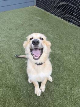 Rufus -  Mixed Breed Dog for Adoption in Lafayette, Indiana - Rufus | PetCurious