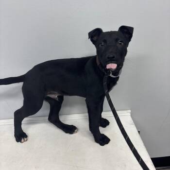 Black Labrador Retriever and Shepherd Dogs Available for Adoption - Jet | PetCurious