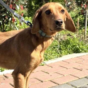 Sophie -  Vizsla and Dachshund Dog for Adoption in Morristown, New Jersey - Sophie | PetCurious