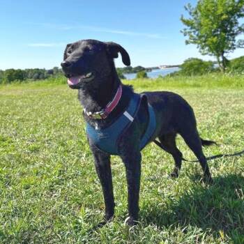 Black Labrador Retriever Dogs Available for Adoption in Lewisville, Texas - Cara | PetCurious