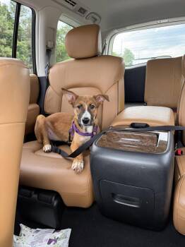 Puppy Mango -  Collie Dog for Adoption in Cuyahoga Falls, Ohio - Puppy Mango | PetCurious