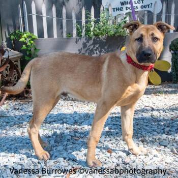 Shepherd Dogs Available for Adoption in Wake Forest, North Carolina - Ewing | PetCurious