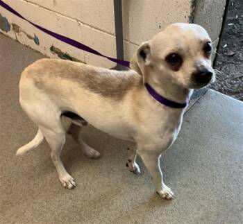 GORDY -  Chihuahua Dog Available for Adoption in San Bernardino, California - GORDY | PetCurious