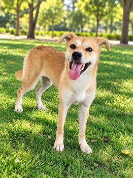 Nova -  Mixed Breed Dog for Adoption in Markham, Ontario - Nova | PetCurious
