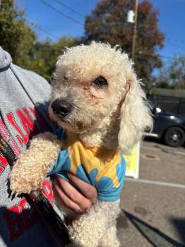 Winney -  Mixed Breed Dog for Adoption in Cincinnati, Ohio - Winney | PetCurious