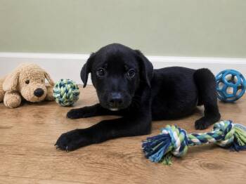 Maddox -  Black Labrador Retriever Dog for Adoption in Orangeburg, South Carolina - Maddox | PetCurious