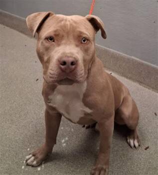 ASHTON -  Pit Bull Terrier Dog for Adoption in Las Vegas, Nevada - ASHTON | PetCurious