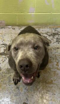 Labrador Retriever Dogs Available for Adoption - Hank | PetCurious