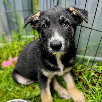 German Shepherd Dog Dogs Available for Adoption - Reese | PetCurious