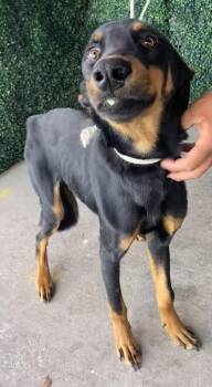 German Pinscher and Mixed Breed Dogs Available for Adoption in El Paso, Texas - KING | PetCurious