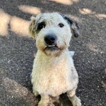 Hammy -  Old English Sheepdog and Mixed Breed Dog for Adoption in Golden, Colorado - Hammy | PetCurious