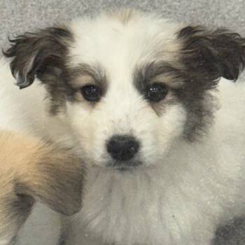 Icelyn 22745 -  Great Pyrenees and Mixed Breed Dog for Adoption in Cumming, Georgia - Icelyn 22745 | PetCurious