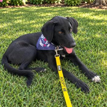 Poe -  Mixed Breed Dog for Adoption in Pulaski, Tennessee - Poe | PetCurious